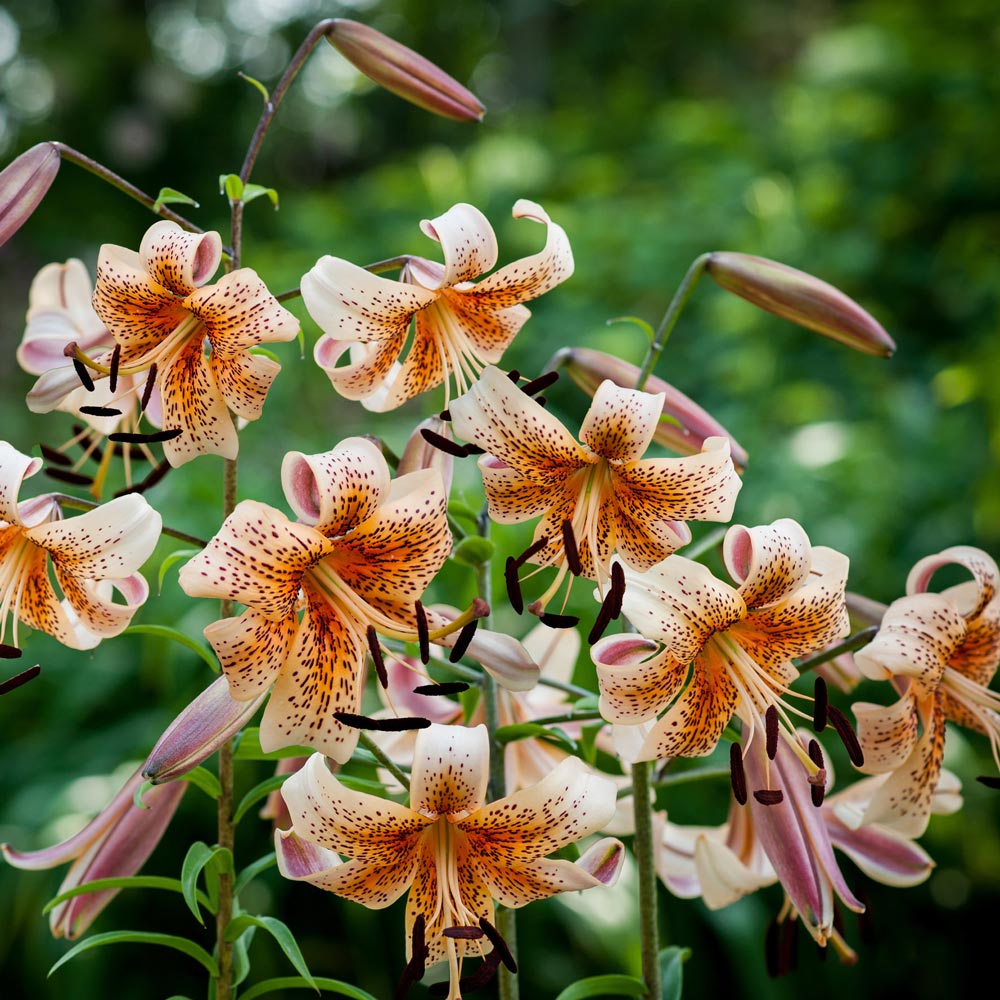 Lilium Asiatic 'Tiger Babies'